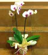 Pianta di orchidea phalaenopsis
